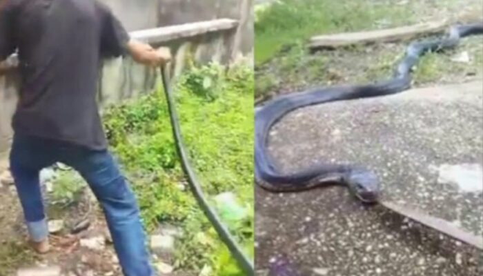 Heboh! Ular Cobra Hitam 3 Meter Masuk Pemukiman Warga di Bombana