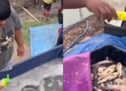 Viral! Penjual Ikan Ini Nekat Campurkan Sabun Cuci ke Kolam Ikan yang Akan Dijualnya