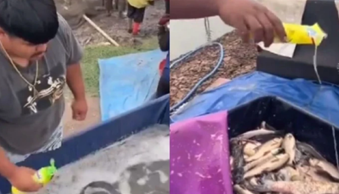 Viral! Penjual Ikan Ini Nekat Campurkan Sabun Cuci ke Kolam Ikan yang Akan Dijualnya