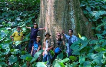 Pohon Besar Langka