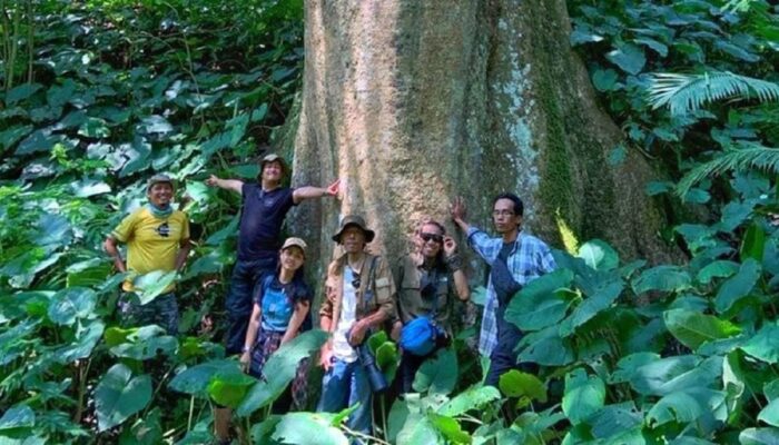 Nggak Nyangka! Salah Satu Pohon Besar Langka di Dunia Berhasil Ditemukan di Kawasan Sanggabuana Karawang