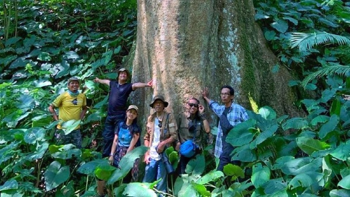 Pohon Besar Langka