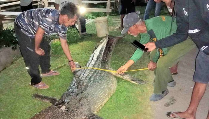 BKSDA Evakuasi Seekor Buaya Mati Usai Berkelahi Sesama Buaya di Muna