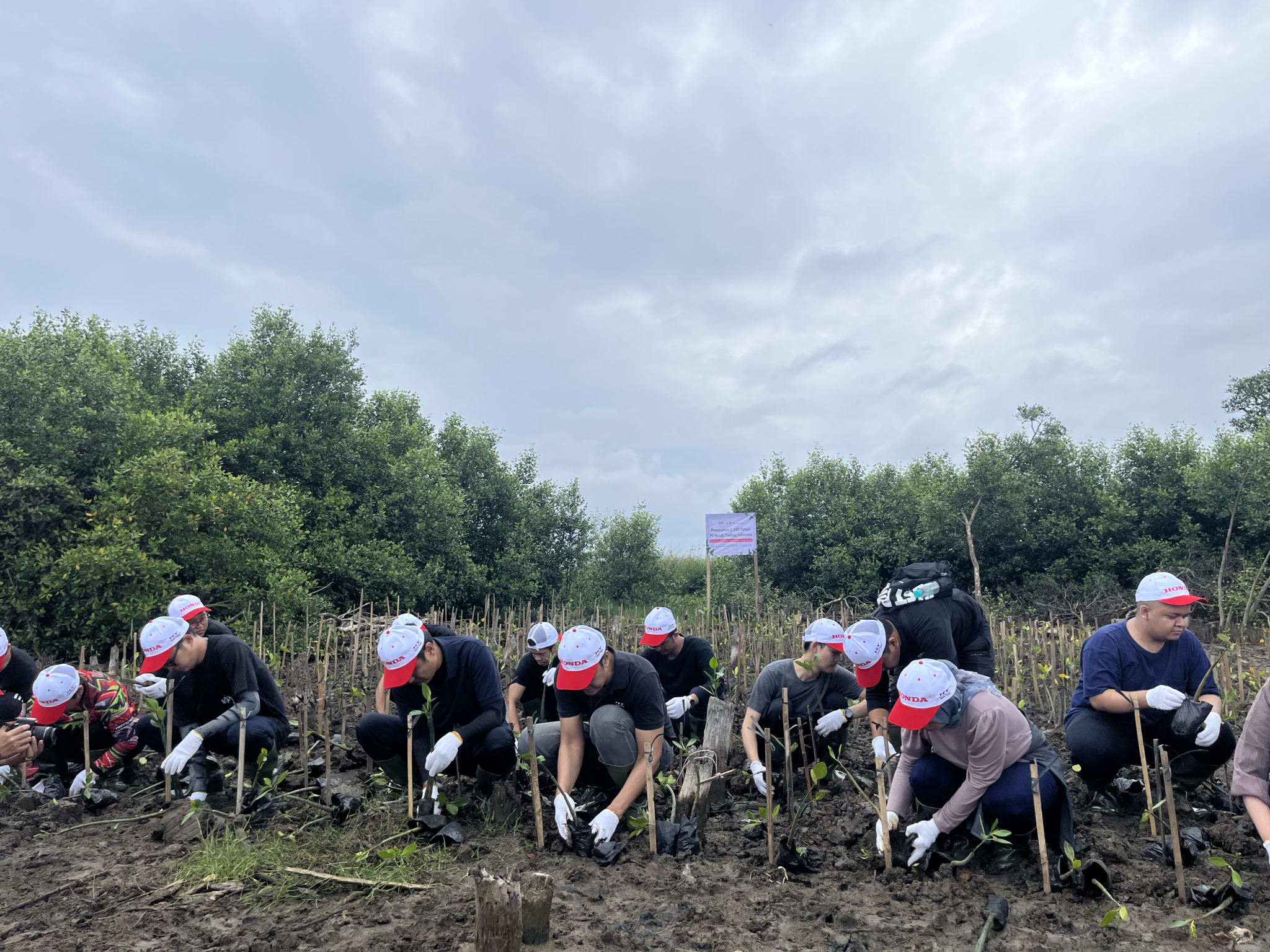 Penanaman mangrove PT Honda Trading Indonesia di Sukawali, Tangerang.