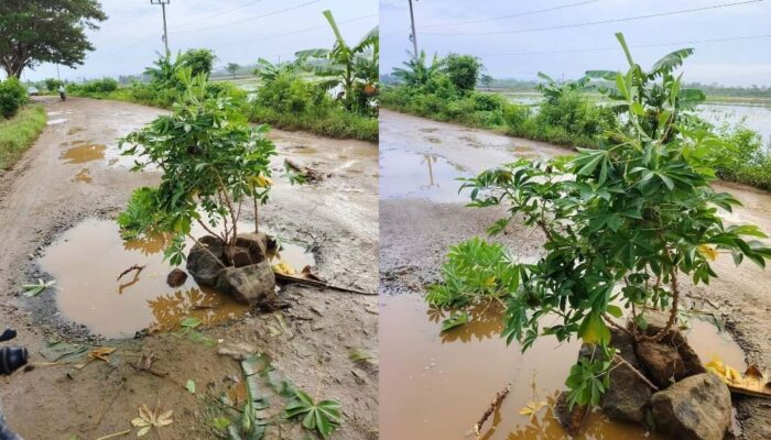 Usai Pohon Pisang, Jalan Rusak Poros Duriaasi Wonggedeku Kini Ditanami Singkong