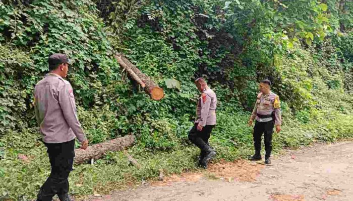 Tragis! Pengendara Motor Tewas Tertimpa Pohon Tumbang di Konawe