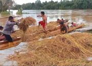 6 Desa di Konut Dilanda Banjir, Ratusan Hektar Sawah Terancam Gagal Panen