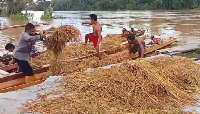 6 Desa di Konut Dilanda Banjir, Ratusan Hektar Sawah Terancam Gagal Panen