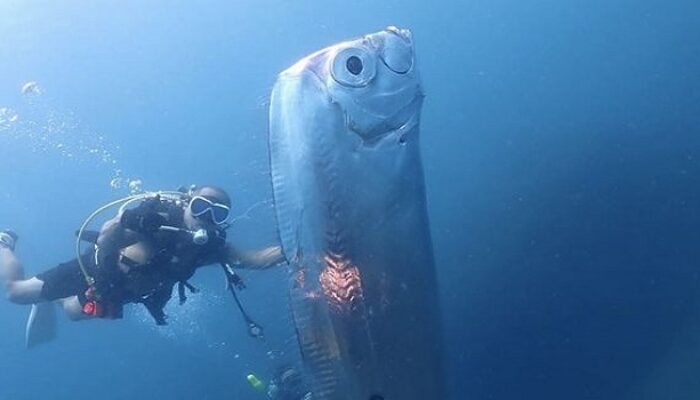 Viral! Ikan ‘Hari Kiamat’ Muncul ke Permukaan, Ini Mitos Seram di Baliknya