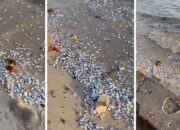 Viral! Ribuan Ikan Mati di Pantai Pesawaran, BMKG Bantah Soal Isu Megathrust