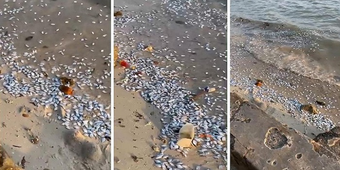 Viral! Ribuan Ikan Mati di Pantai Pesawaran, BMKG Bantah Soal Isu Megathrust