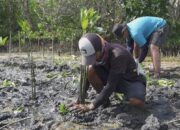 Dukung Strategi Keuangan Berkelanjutan Perusahaan, LindungiHutan Punya Program Mangrove Capital