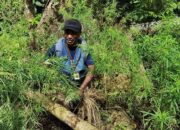 Patroli Gabungan, Bea Cukai Sita 50 Kg Ganja di Perbatasan RI-Papua Nugini