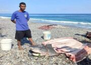 Geger! Hilang Saat Diving di Maluku, Potongan Tubuh Turis Ditemukan di Perut Hiu