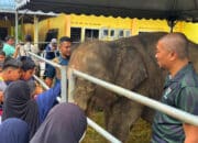 World Elephant Day Celebration 2024: Fostering Coexistence between Humans and Elephants in Johor for Future Generations