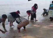 Viral! Ikan di Pantai Carita Naik ke Daratan, BPBD Sebut Fenomena Peralihan Musim