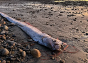 Muncul Lagi, Ikan Kiamat Sudah 3 Kali Terlihat Tahun Ini