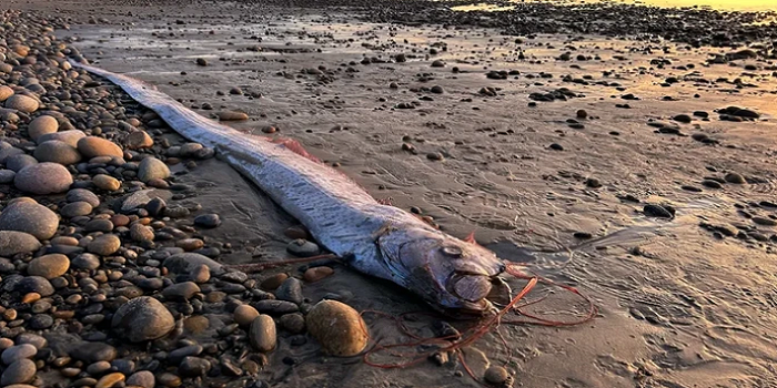 Muncul Lagi, Ikan Kiamat Sudah 3 Kali Terlihat Tahun Ini