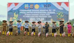 Tanam Jagung