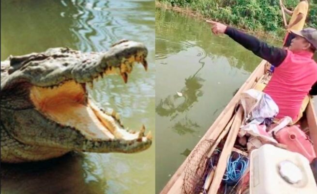 Diterkam buaya