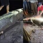 Buaya