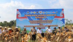 Panen Jagung Polda Sultra